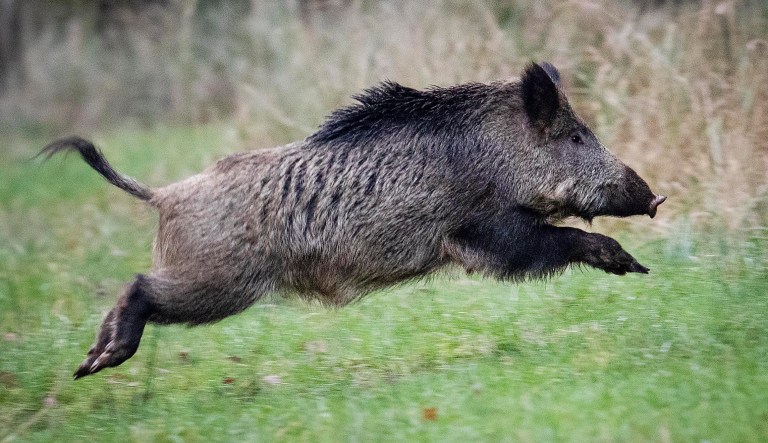 A wild boar runs over a glade in a forest in the Taunus region near Frankfurt, Germany, Friday, Nov.9, 2019.