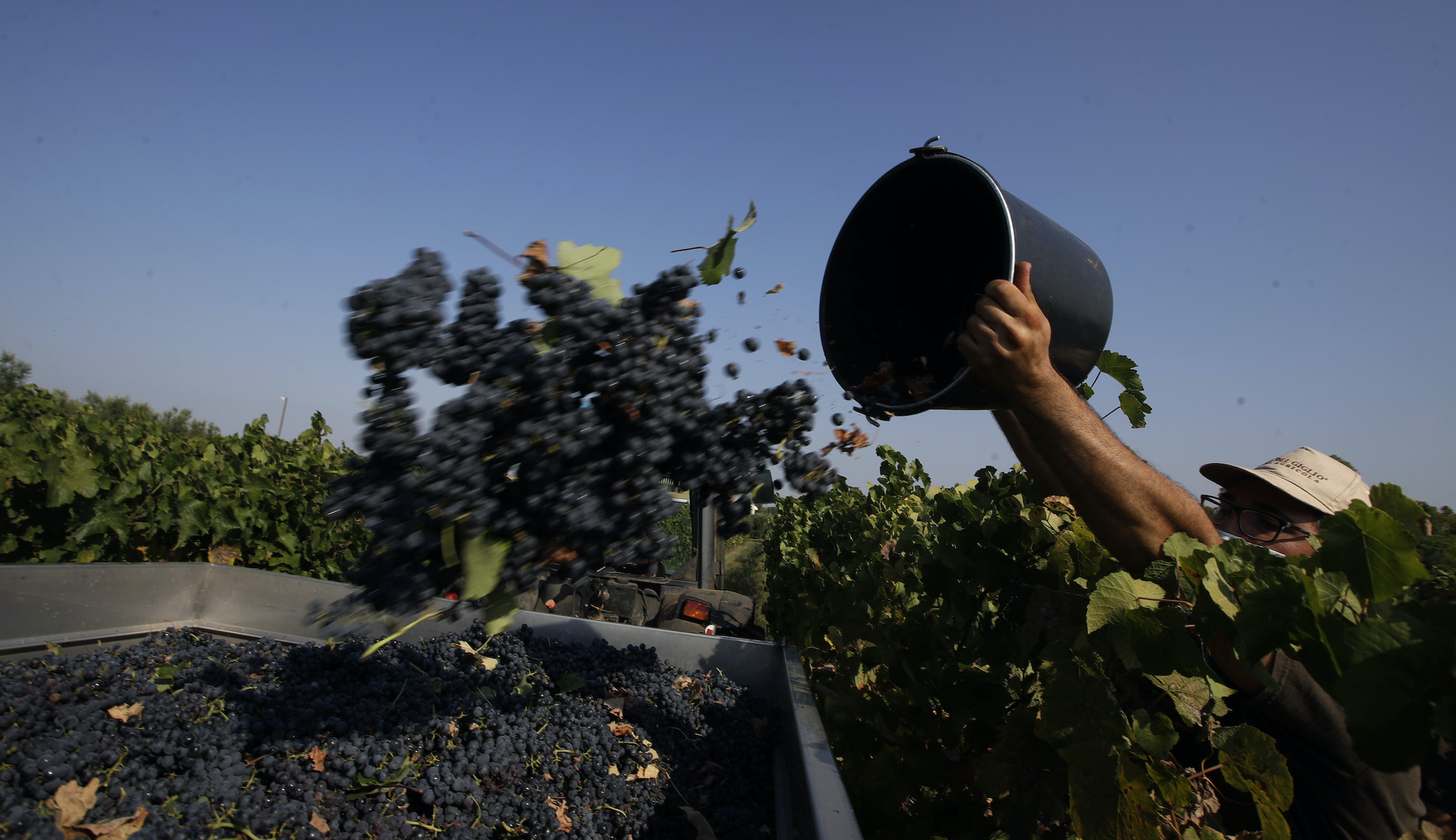 Thieves steal more than 1,000 pounds of grapes from Canadian vineyard on the day before harvest
