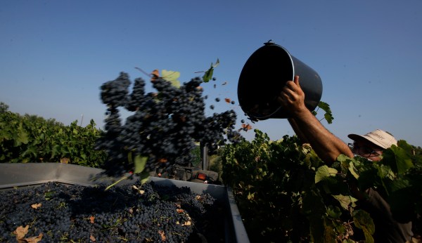 Thieves steal more than 1,000 pounds of grapes from Canadian vineyard on the day before harvest