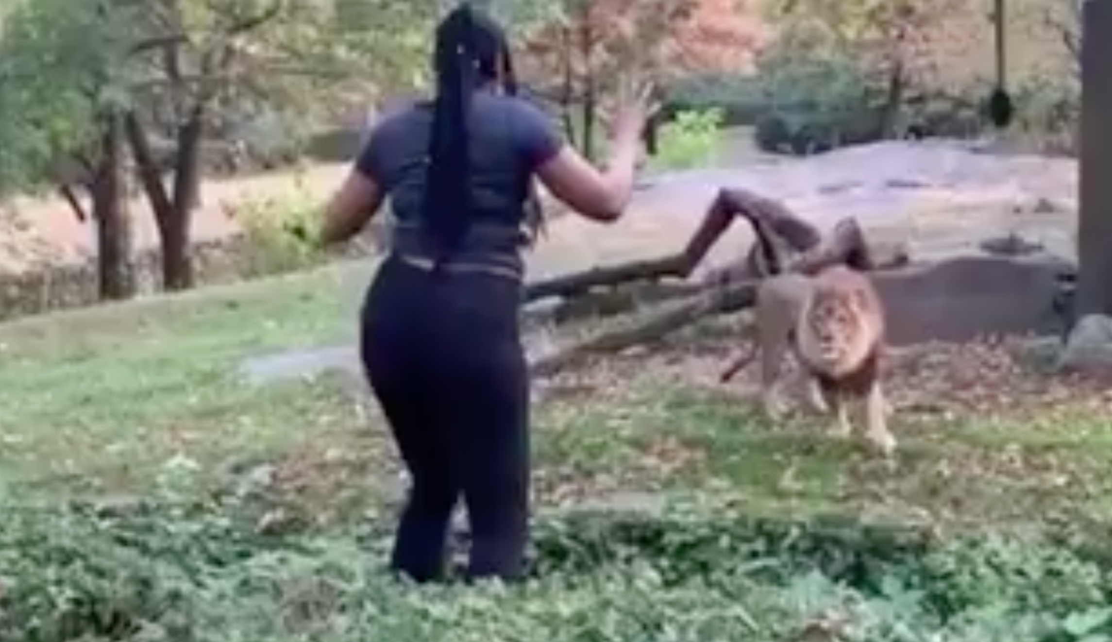 WATCH: Woman sneaks in and dances inside lion enclosure at Bronx Zoo