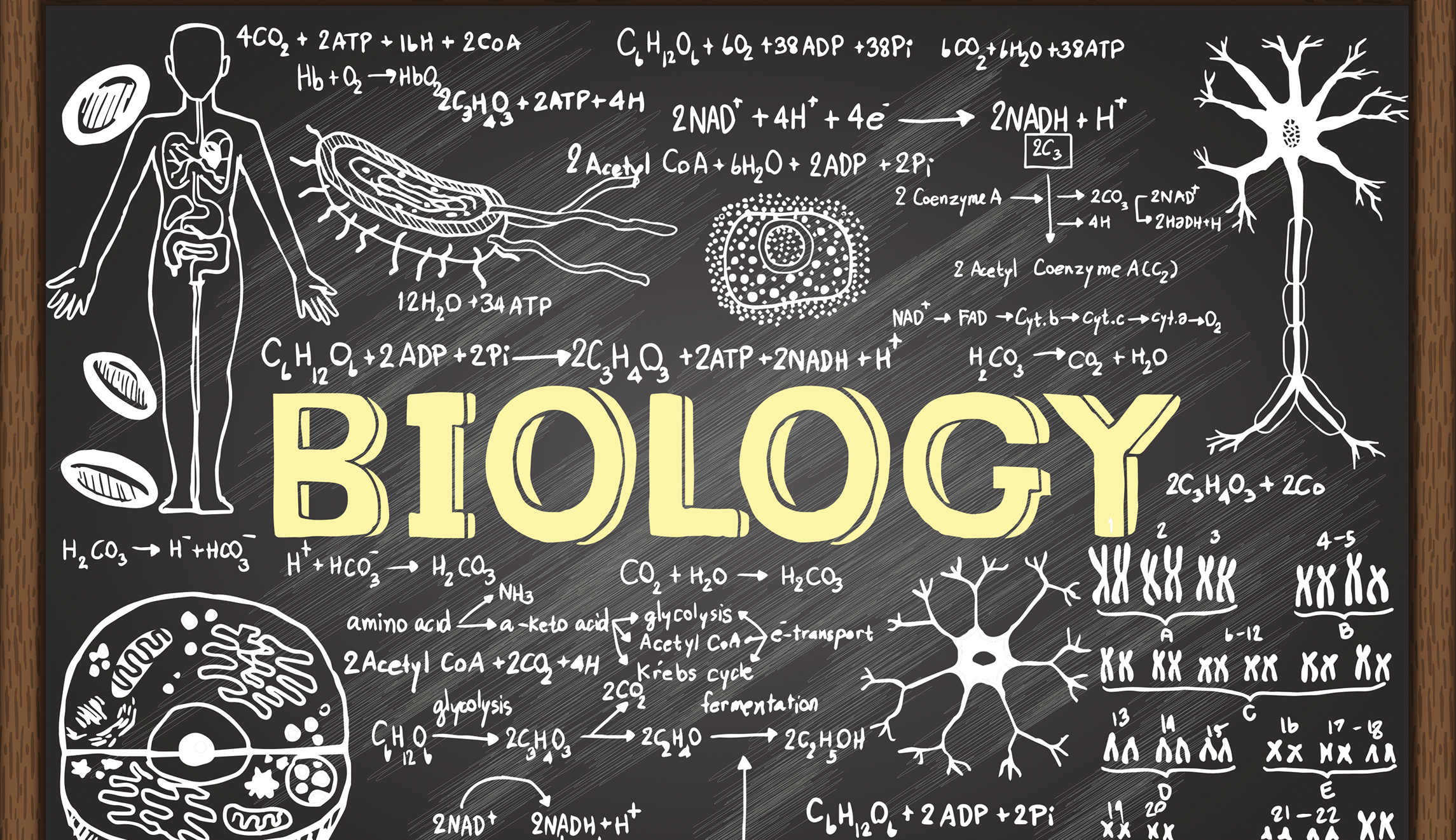 YL.Biology.jpg