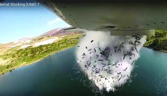 Fish bombs