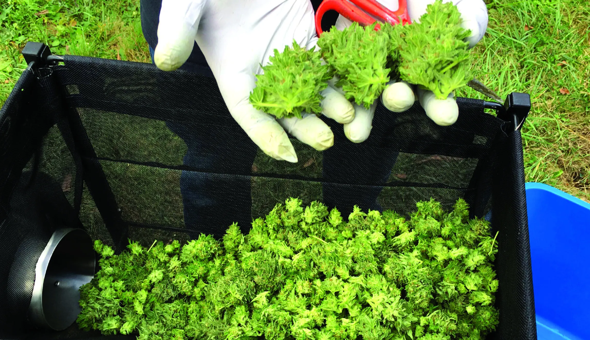 Oregon’s cannabis farm emergency