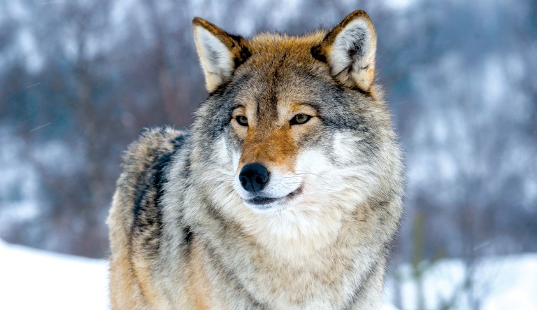 To the polls and to the wolves