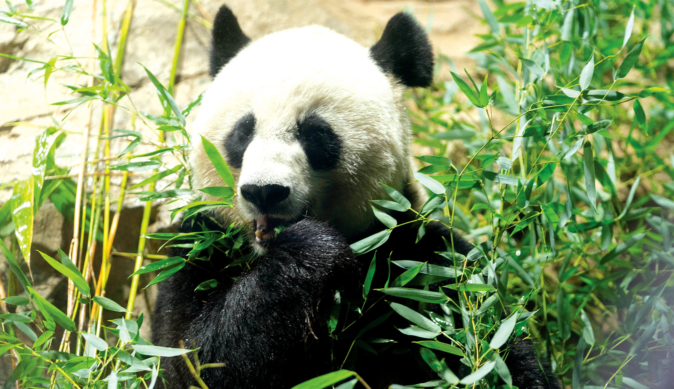 The end of panda diplomacy