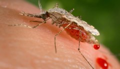 Do malaria pills cause PTSD-like symptoms in troops? Scientists say more studies needed