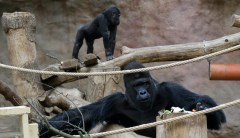Growing number of zoos vaccinating animals at high risk for COVID-19