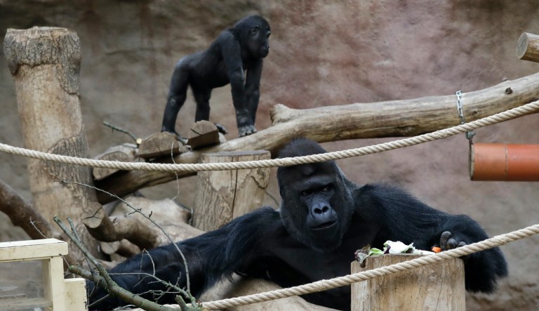 Growing number of zoos vaccinating animals at high risk for COVID-19