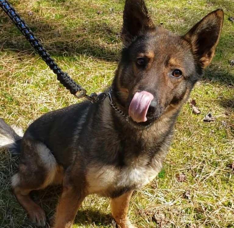 K-9 officer Zuul