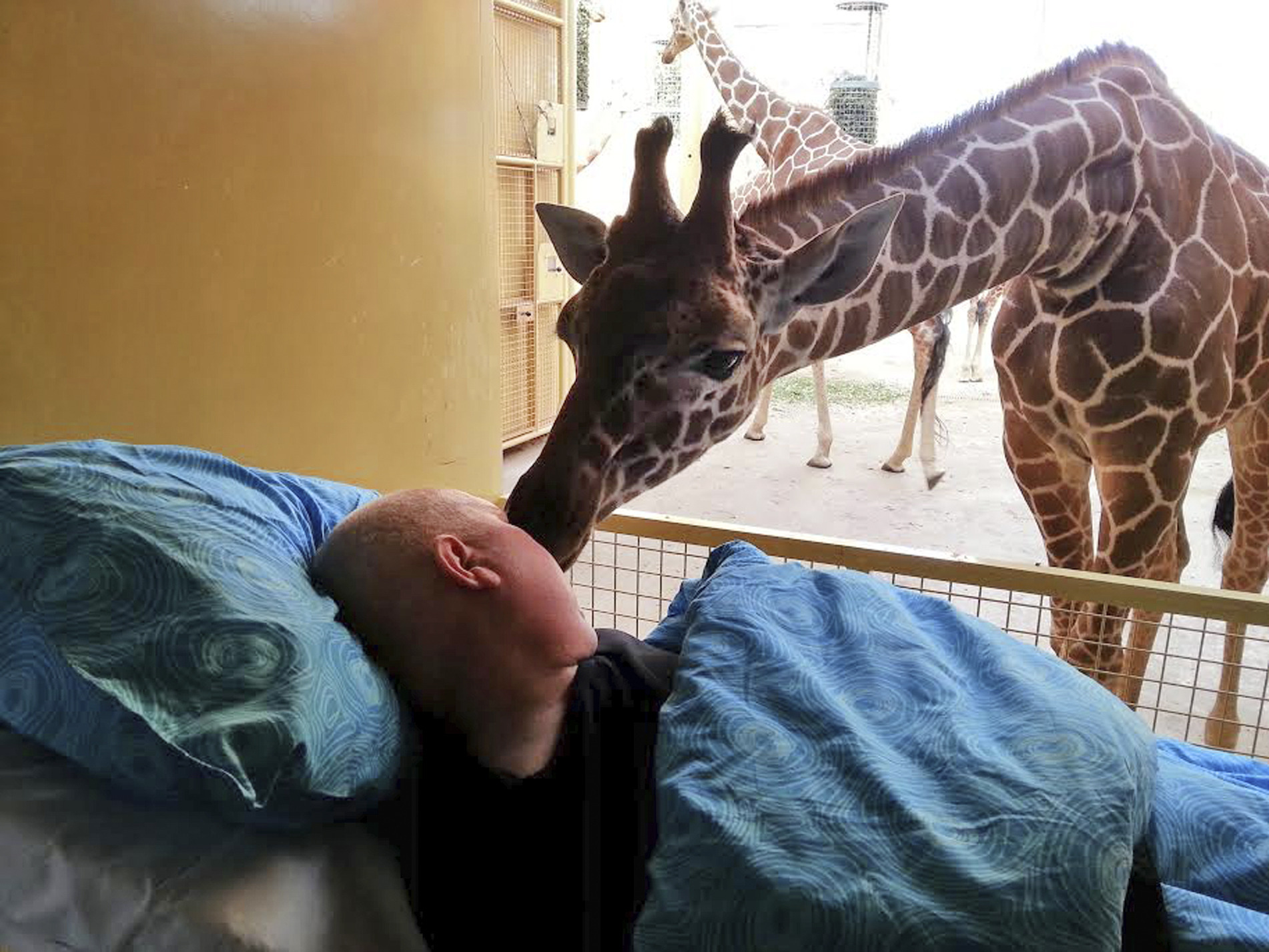 Giraffe licks dying zoo worker