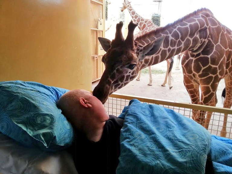 Giraffe licks dying zoo worker