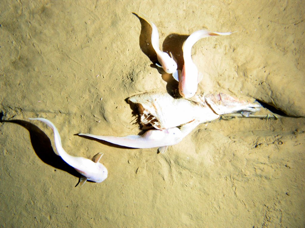 How deep can a fish go? Scientists may have answer