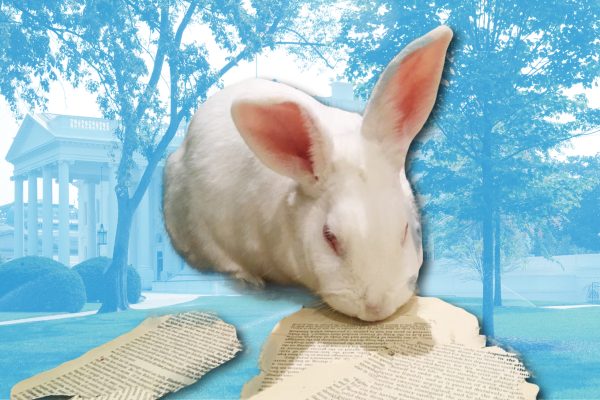 Ten Bunny Tales Better Than Either Marlon Bundo Offering