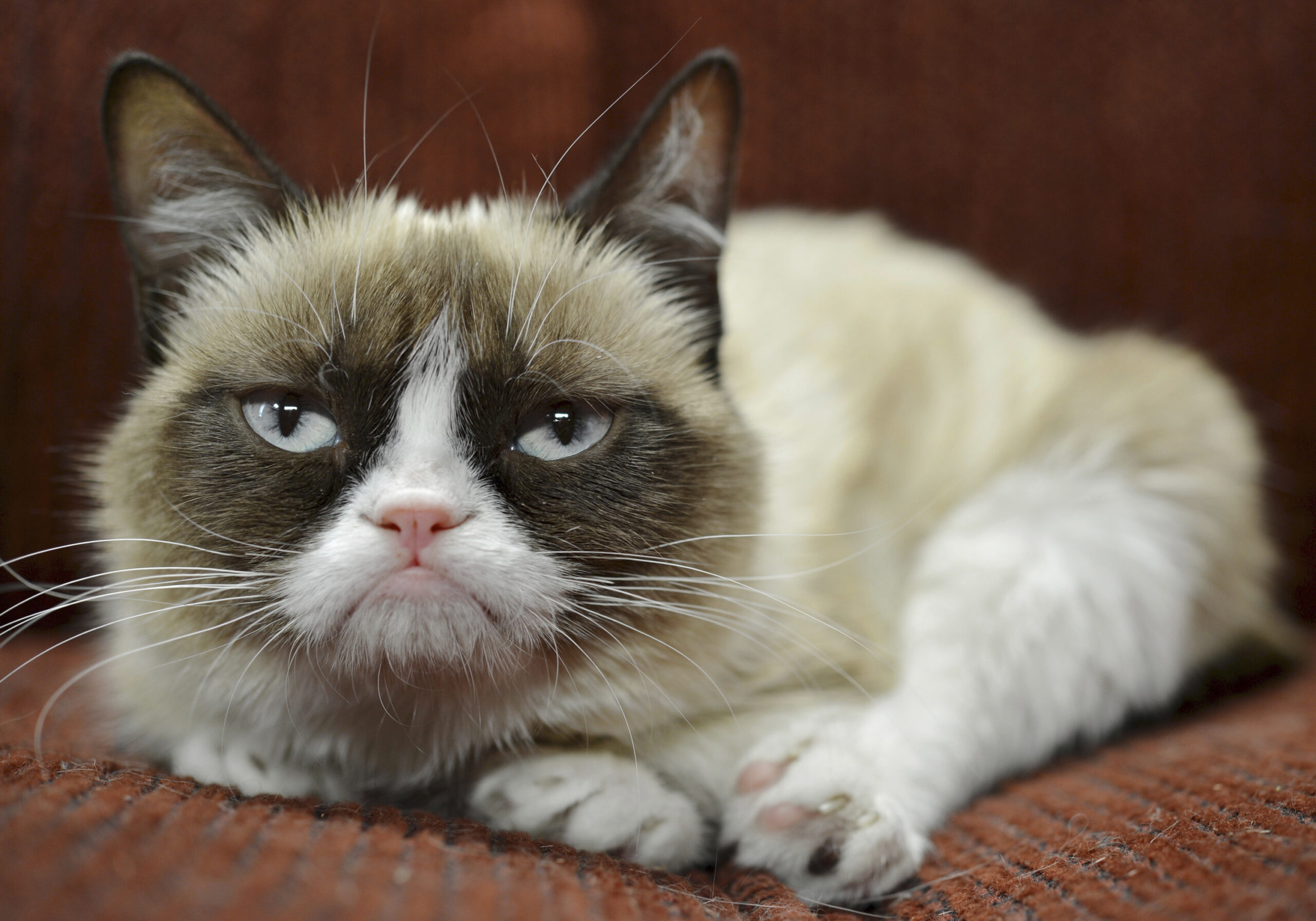 Inventor of Internet never expected so many cats