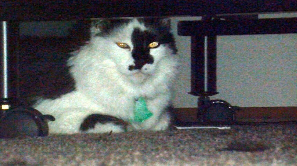 Cat behaviorist heading to Oregon after attack