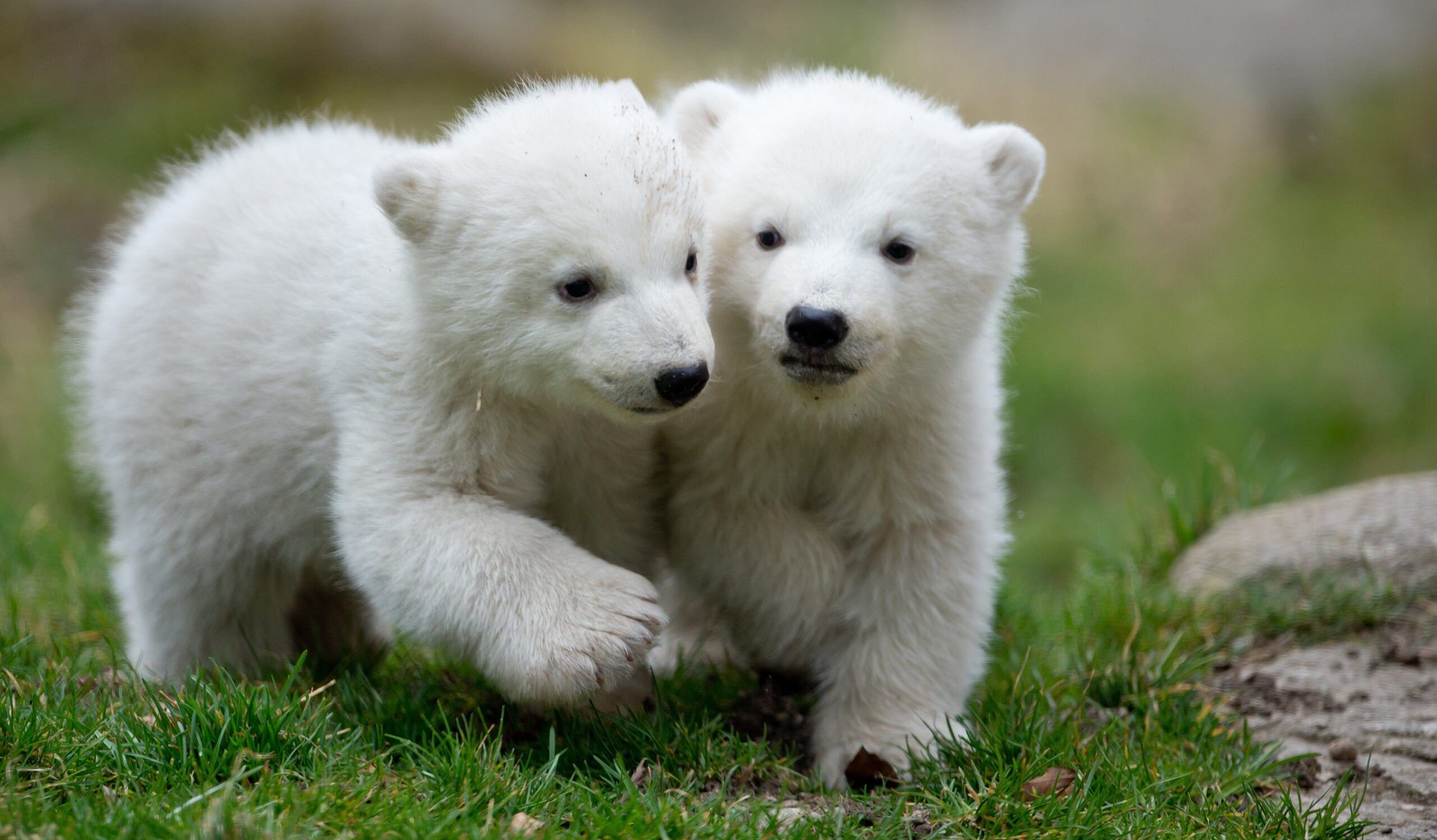 German zoo’s polar bear twins make public debut