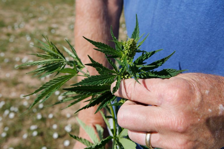 Marijuana vs. scotch and a low IQ