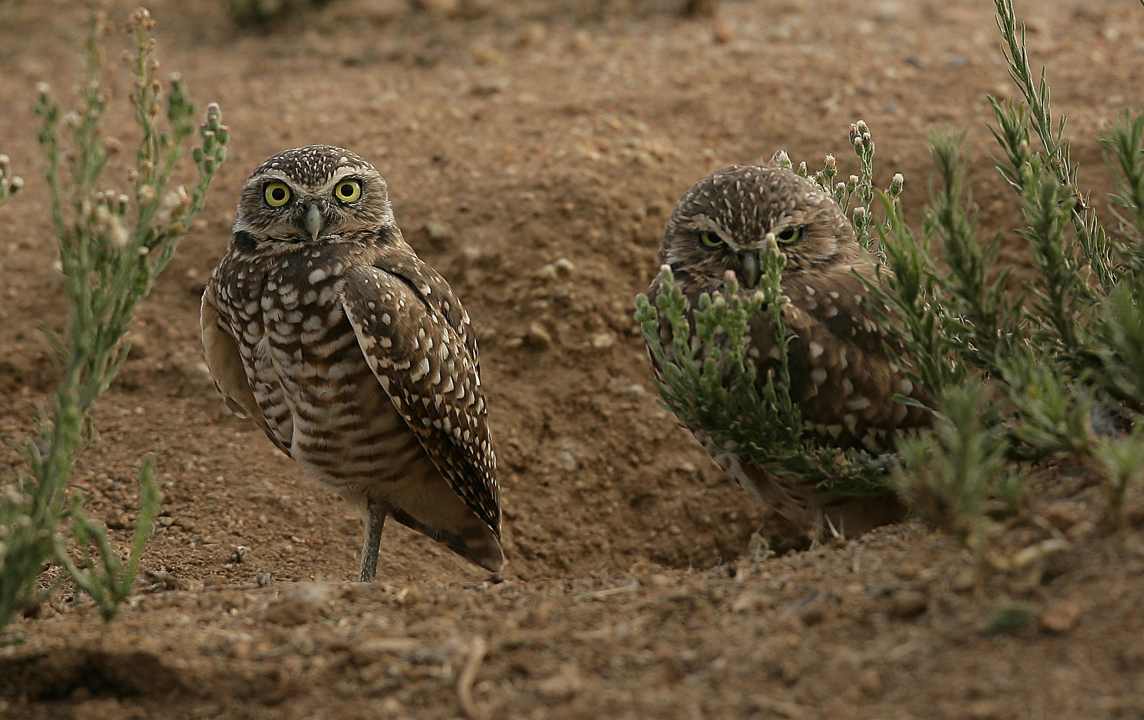 Park service: Project would harm Mojave preserve