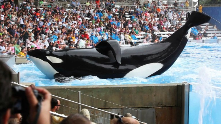 ‘Blackfish’ director denies SeaWorld’s allegations about Labor Department involvement