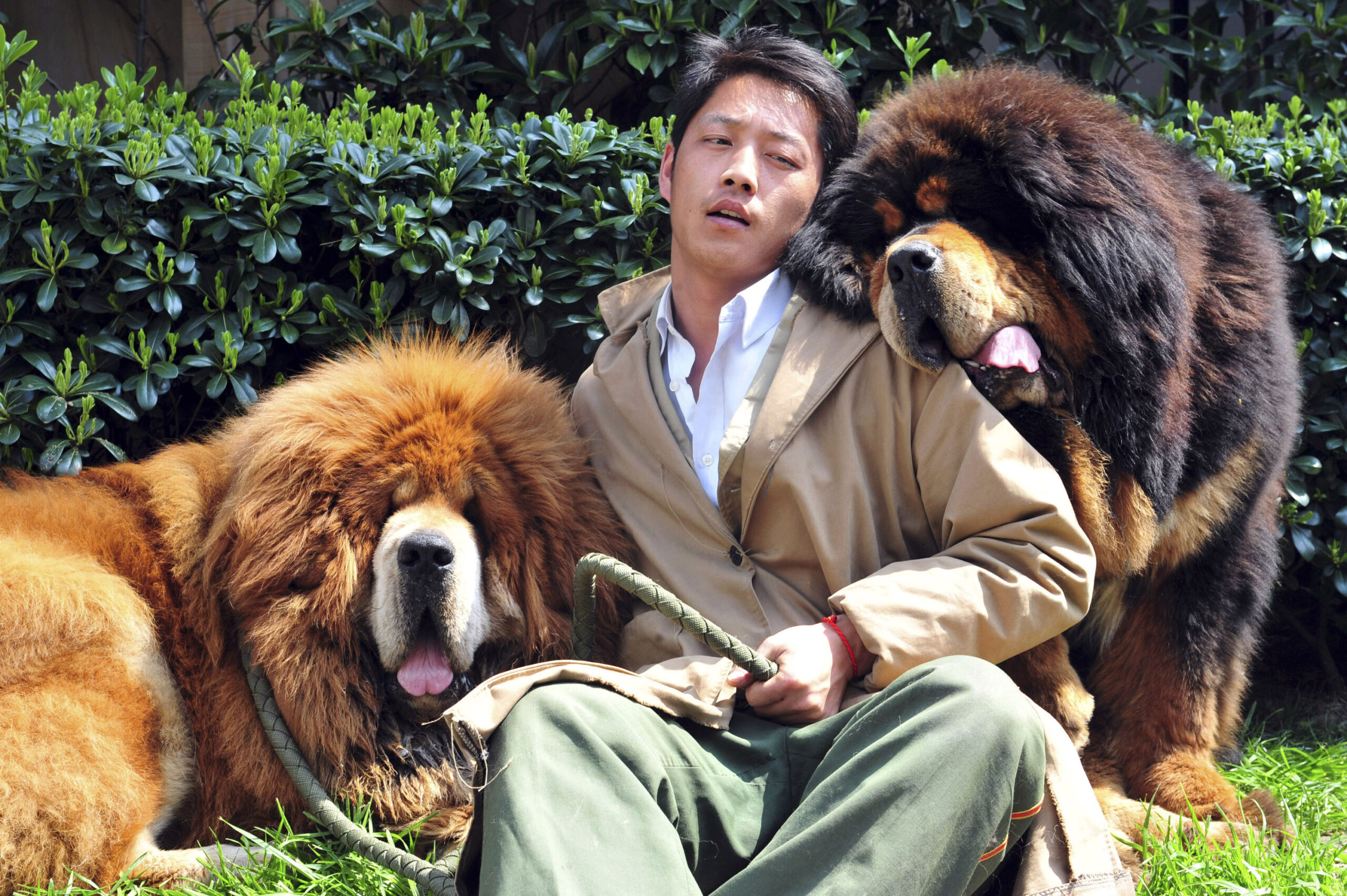 Chinese breeder sells 2 Tibetan mastiffs for $3M