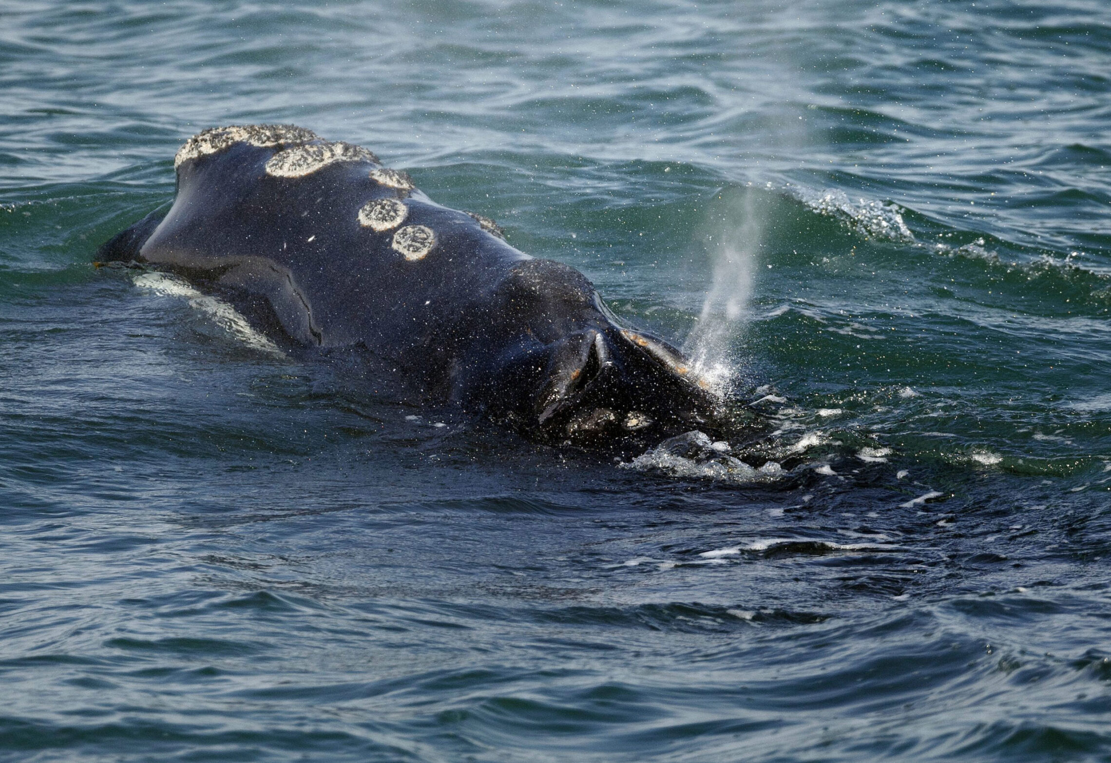 Endangered right whales at risk from Biden energy push have new lifeline