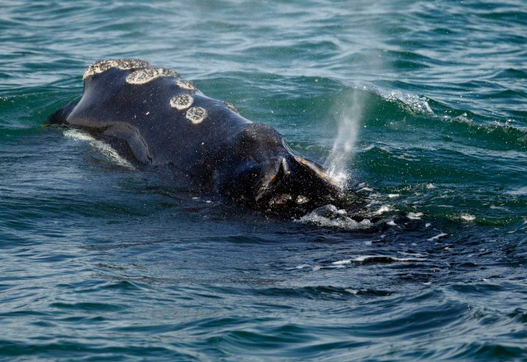 Endangered right whales at risk from Biden energy push have new lifeline