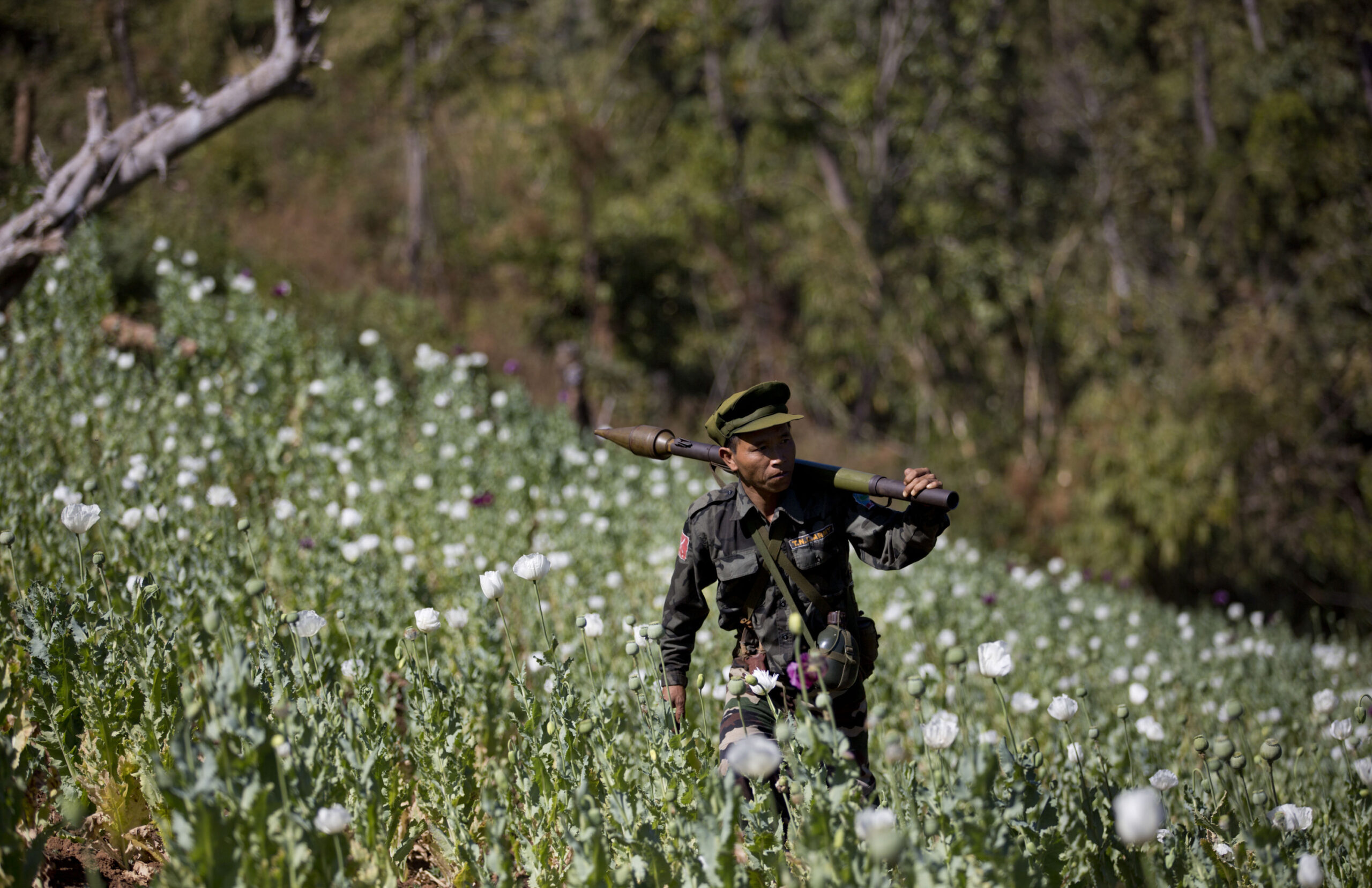 Myanmar rebels, villagers destroy poppy crops