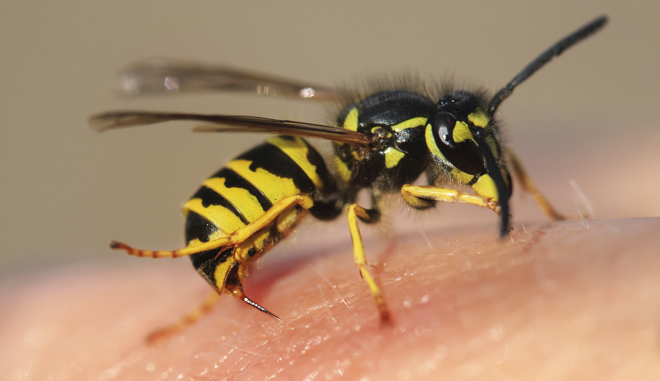 Angry wasps help with capture of fleeing suspect