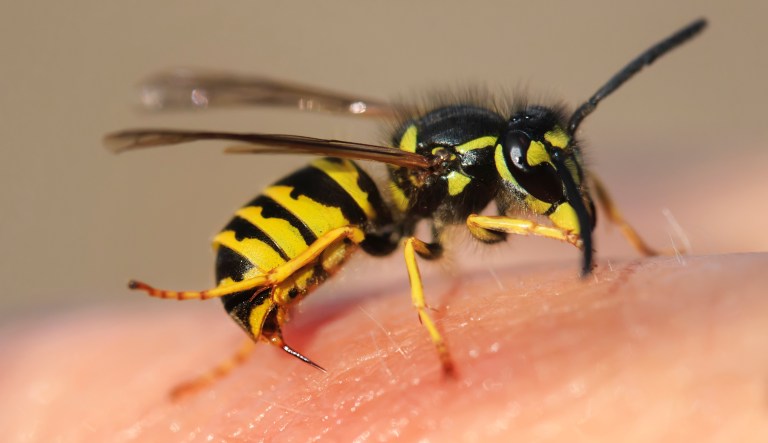 Angry wasps help with capture of fleeing suspect