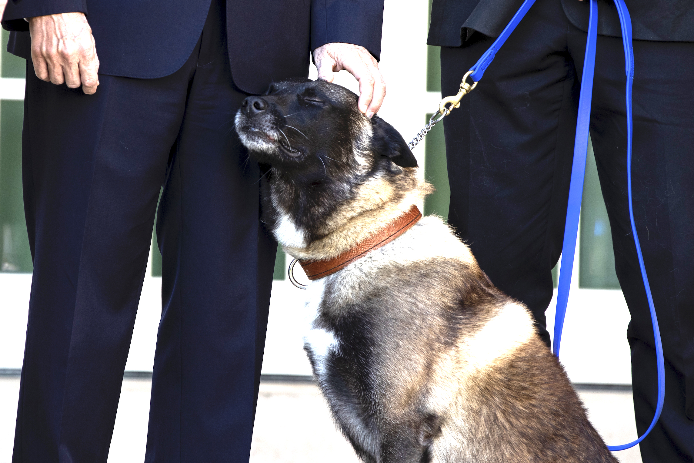 ‘Perhaps Conan is like Lassie’: Fox correspondent wonders whether military dog was really at White House