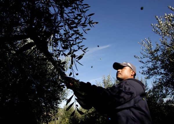 California’s olive trade case shows the right way to defend American agriculture