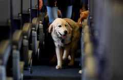 Emotional support animals on flights restricted to trained dogs: DOT