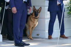 2023 Review: Bidens remove family dog after numerous biting attacks at White House