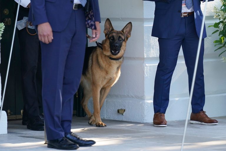 President Joe Biden's dog Commander watches from the doorway of the White House as Biden boards the Marine One helicopter, Saturday, June 25, 2022. 