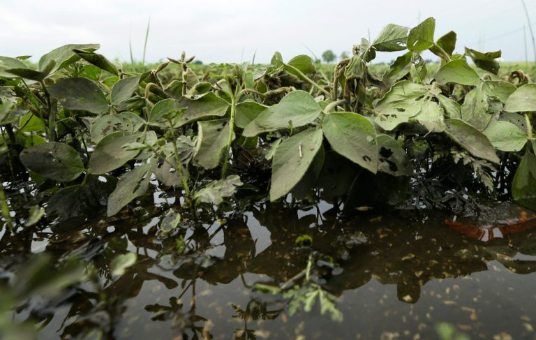 US farmers plant record soybean crop, less corn