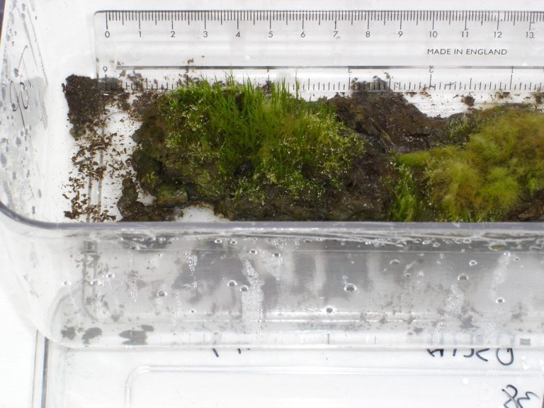 Frozen for 1,600 years, Antarctic moss revived