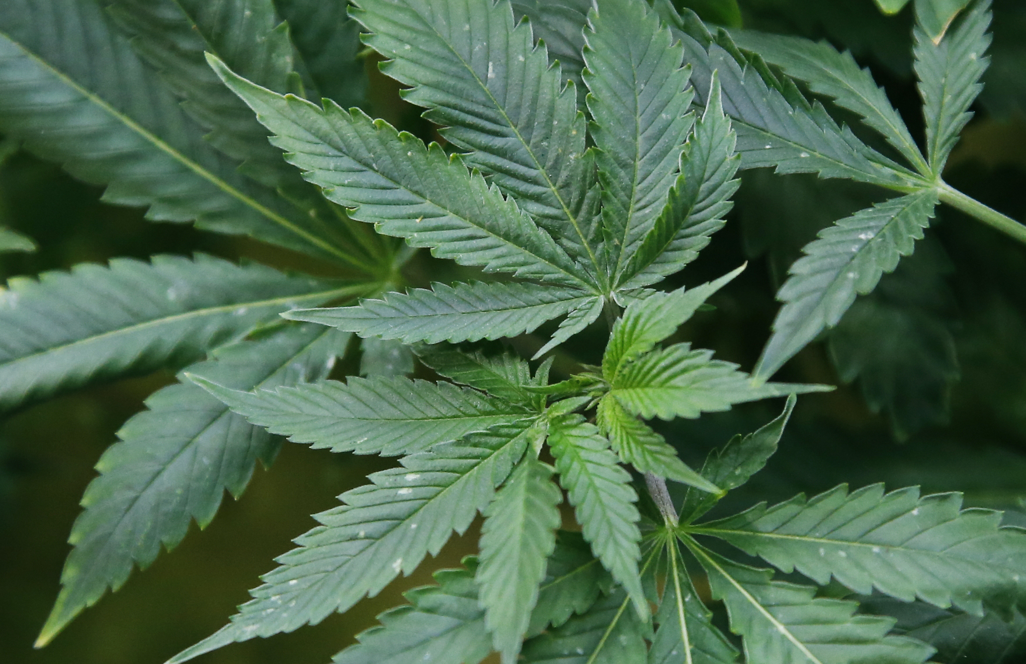 Illinois quick hits: New respiratory virus guidance; cannabis loan applications open