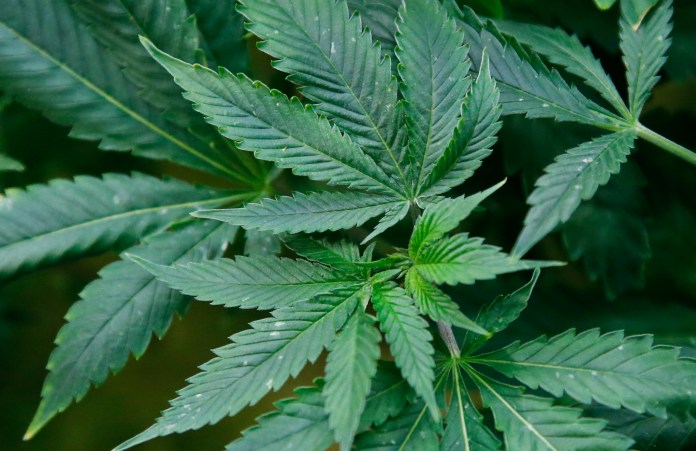 Illinois quick hits: New respiratory virus guidance; cannabis loan applications open
