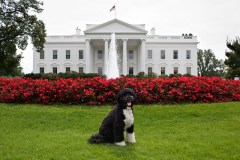 They Rate Dogs, Don’t They?