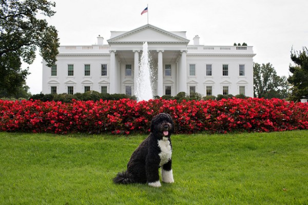 They Rate Dogs, Don’t They?