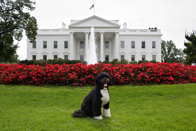 They Rate Dogs, Don’t They?