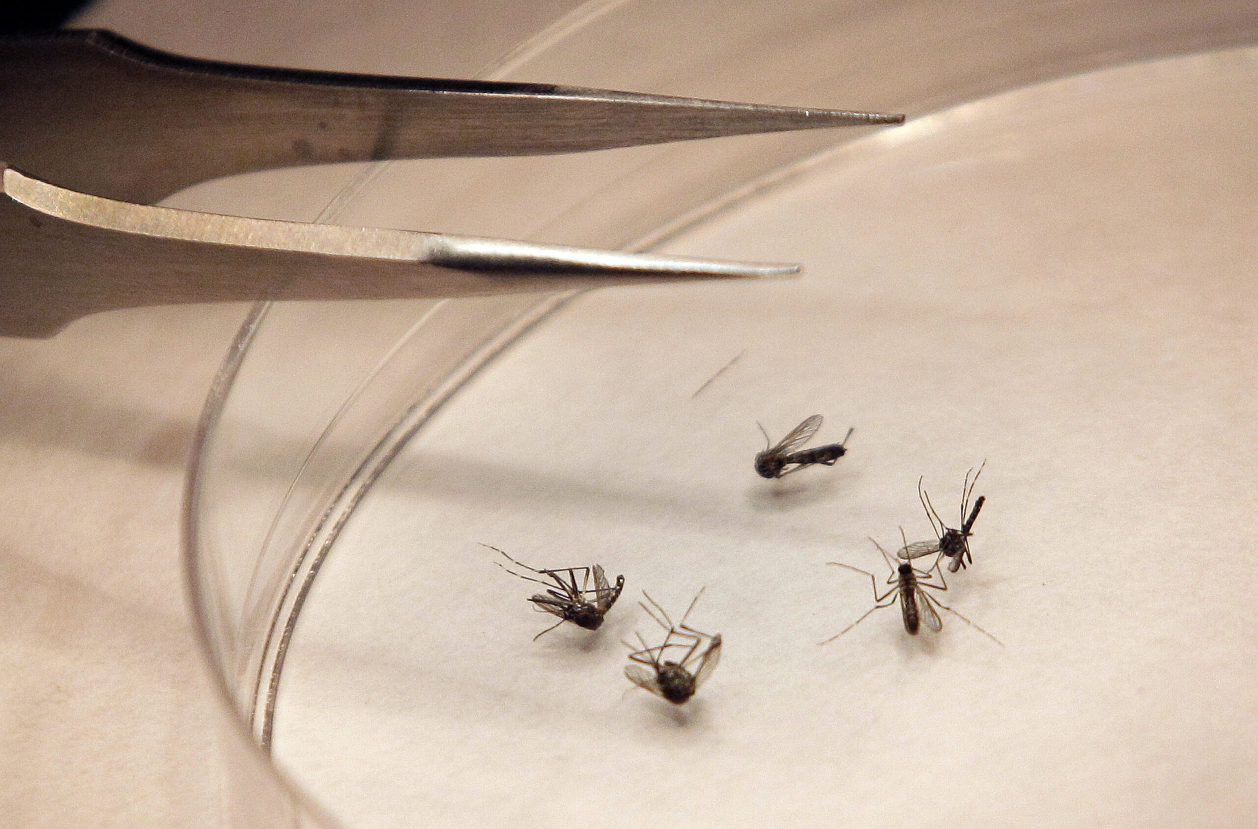 West Nile virus threat for summer in Texas unknown
