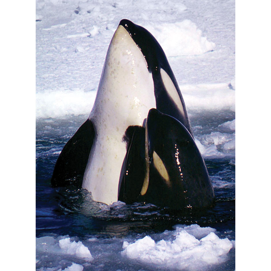 A Documentary in Name Only