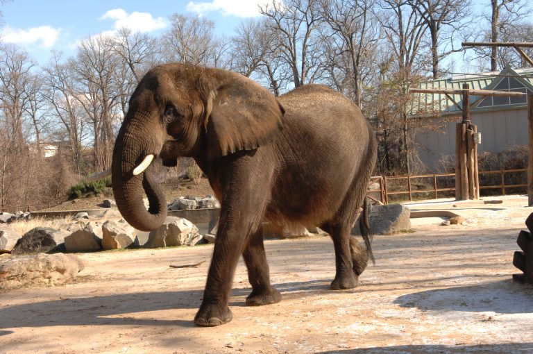 Elephant at Md. Zoo euthanized