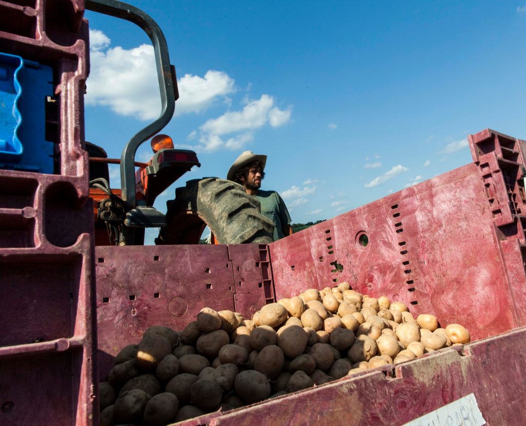 Congress wants more potatoes in gov’t program