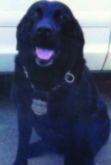 Championship-winning retired Alexandria police dog dies