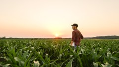 Sustained drought has impacted some of Virginia’s key crops