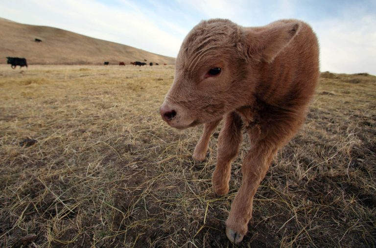 Calving season brings hope to western SD ranchers
