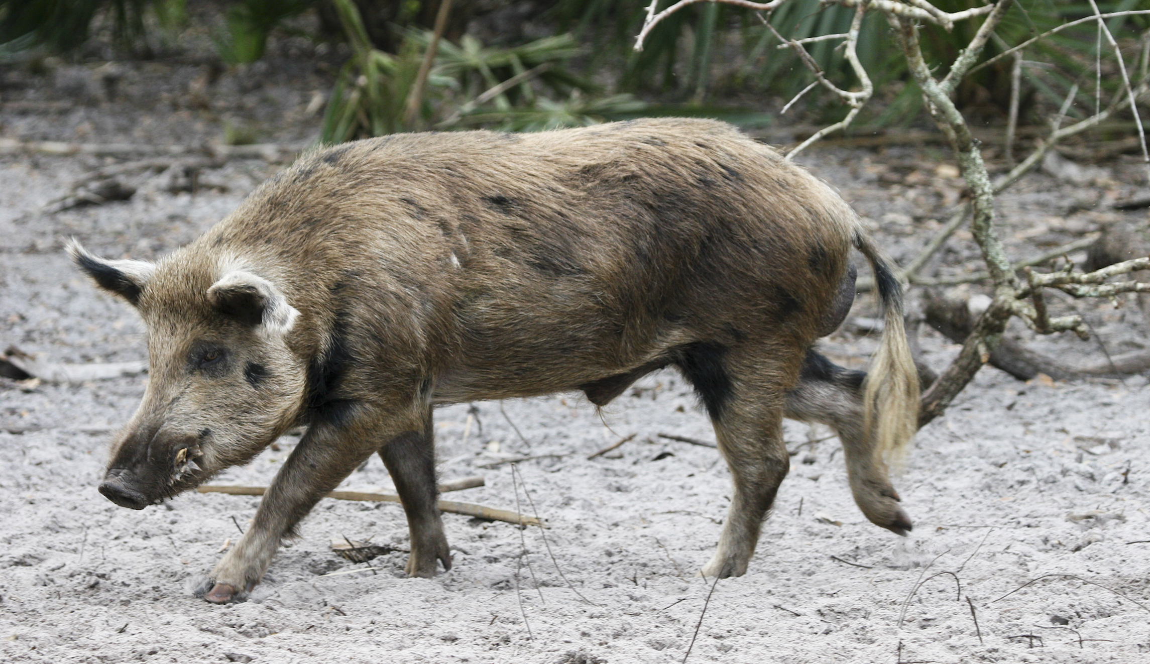 'Unbelievably tragic': Woman killed by group of feral hogs in 'very rare' attack