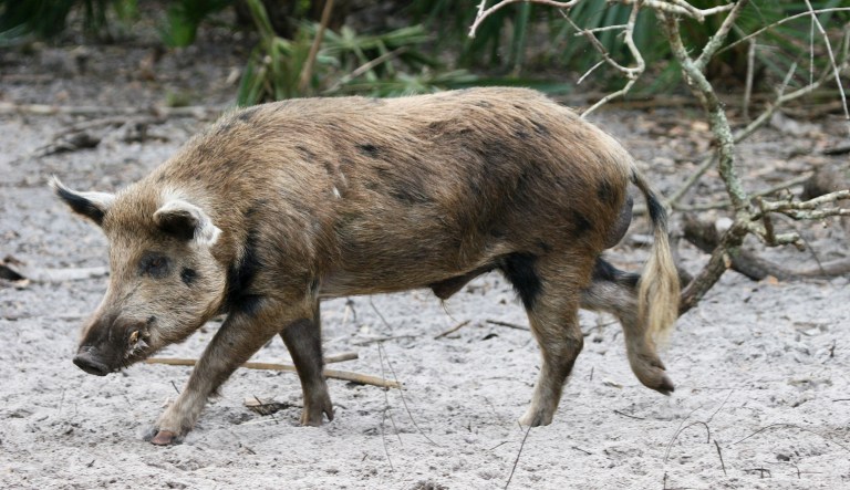 'Unbelievably tragic': Woman killed by group of feral hogs in 'very rare' attack